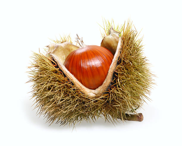 Chestnut Chestnut chestnut isolated single object autumn stock pictures, royalty-free photos & images