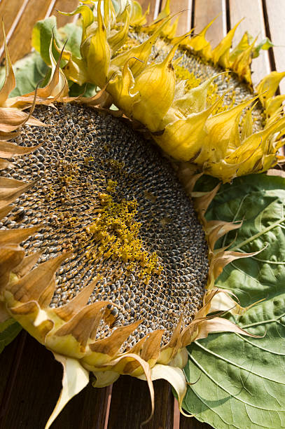 Dried Sunflower (Helianthus annuus) Dried Sunflower (Helianthus annuus) vermehrung stock pictures, royalty-free photos & images