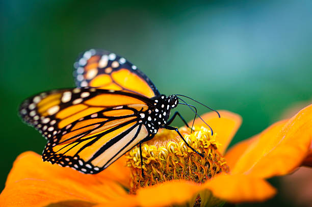 istock Monarch butterfly on orange zinnia flower 183276492
