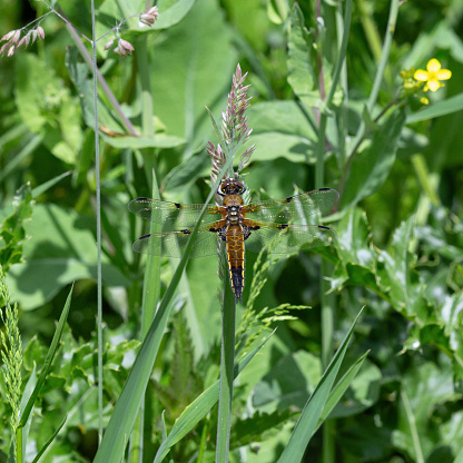 Daytime macro top-view close-up of a single Four-spotted chaser (Libellula quadrimaculata) perching on a wildflower, shallow DOF with focus on the dragonfly
