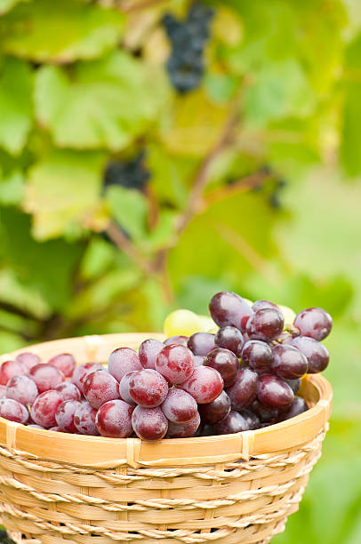 istock Bunch of grapes in the basket with vine background (I) 183276588
