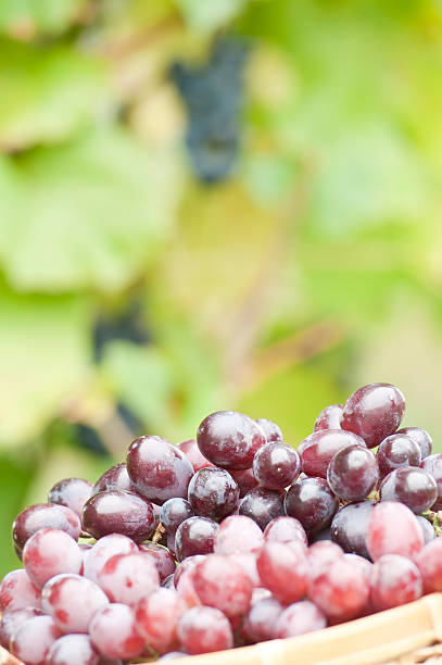 istock Bunch of grapes in the basket with vine background (II) 183276593