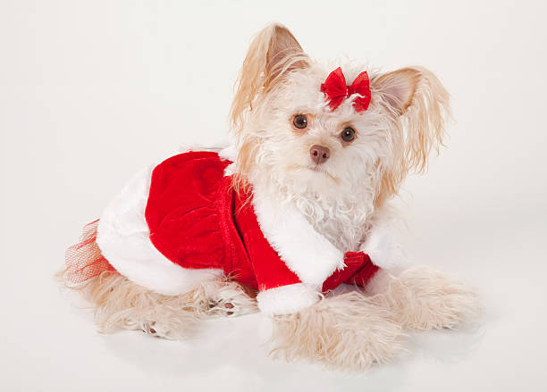 クリスマスサンタドレスを着て、子犬 - bow pets small velvet ストックフォトと画像