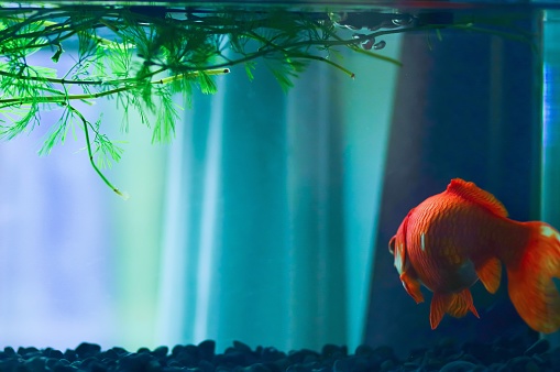 Image of a goldfish in an aquarium. It emphasizes orange in blue background.