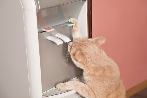 Cat drinking water from water cooler