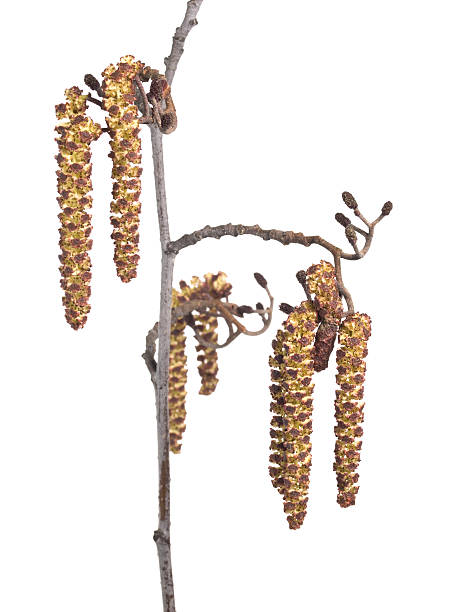 catkins de aliso - inflorescence alder tree glutinosa aments fotografías e imágenes de stock