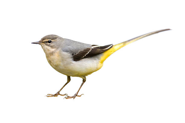 alvéola-cinzento (motacilla cinerea - grey wagtail imagens e fotografias de stock