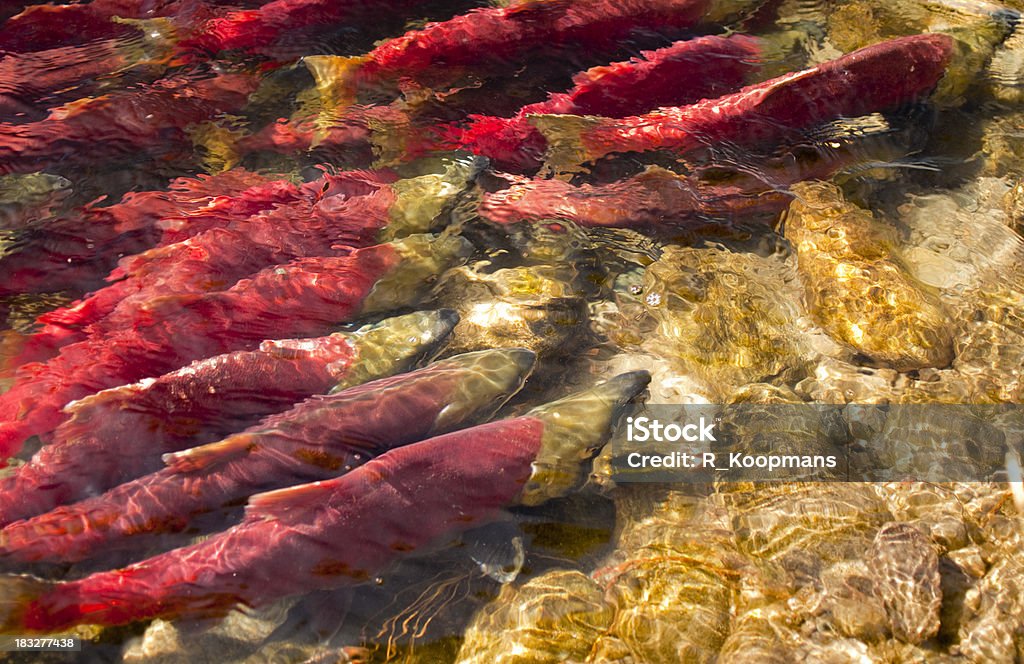 Deposizione di uova di pesce Salmone rosso - Foto stock royalty-free di Pesce