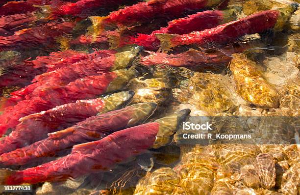 Deposizione Di Uova Di Pesce Salmone Rosso - Fotografie stock e altre immagini di Pesce - Pesce, Deposizione di uova di pesce, Accoppiamento animale