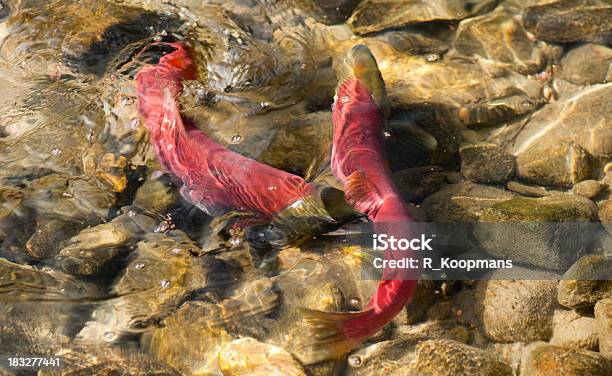 産卵するベニザケ - アダムズ川のストックフォトや画像を多数ご用意 - アダムズ川, カムループス, カラー画像