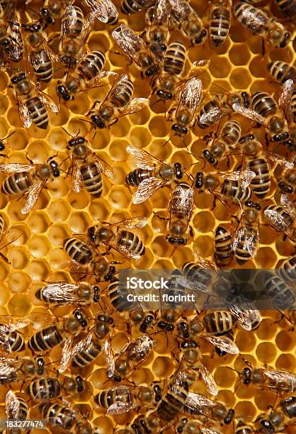 Bees Stock Photo - Download Image Now - Animal, Animal Body Part, Animal Wing