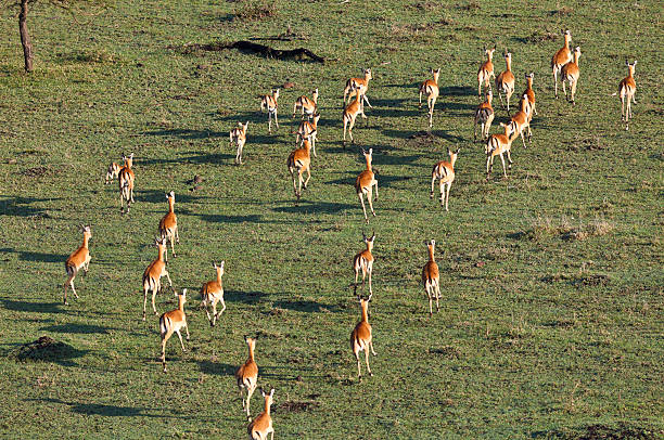 istock Herd of Impala Running Viewed From Above Masai Mara Kenya 183277566