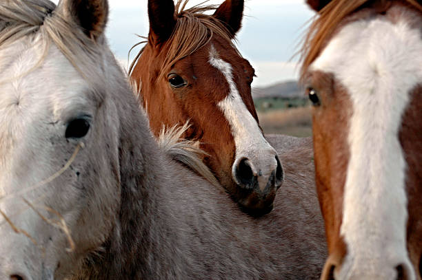 Horse head resting on back of another horse These horses just had to come over and see what I was doing. Very curious and friendly.  Focus is on the center horse. appaloosa stock pictures, royalty-free photos & images