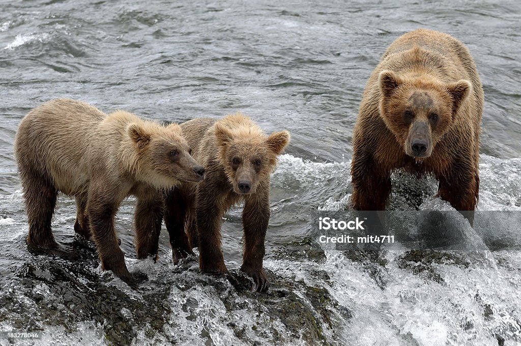 Brown Bear familia - Foto de stock de Agua libre de derechos