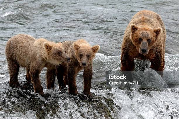 Orso Bruno Famiglia - Fotografie stock e altre immagini di Acqua - Acqua, Afferrare, Alaska - Stato USA