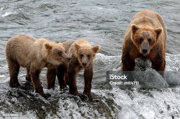 Urso Pardo Família - Fotografias de stock e mais imagens de Alasca - Alasca, Animal, Apanhar - Atividade Física