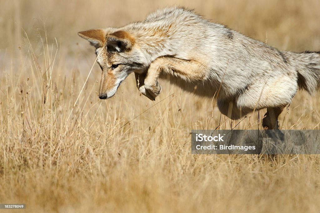 Coyote saltar/Mousing-Yellowstone NP - Foto de stock de Coyote libre de derechos
