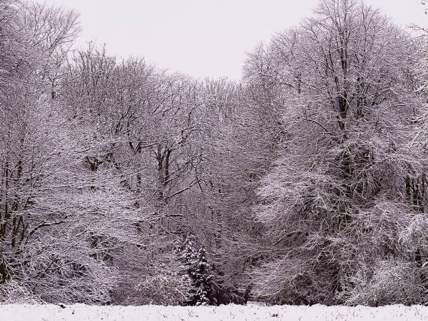 Trees covered with snow at Jesmond Dene Trees covered with snow at Jesmond Dene jesmond stock pictures, royalty-free photos & images