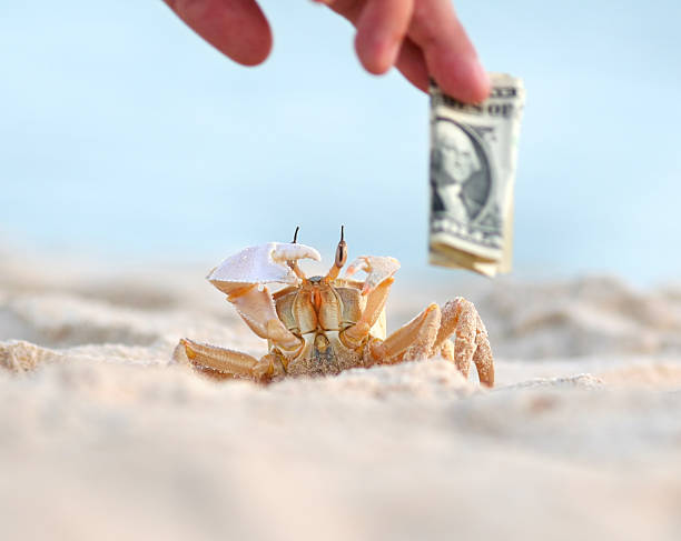 istock crab defending itself again tourist holding dollar bill 183278845