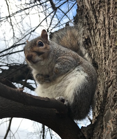 Squirrel posing.