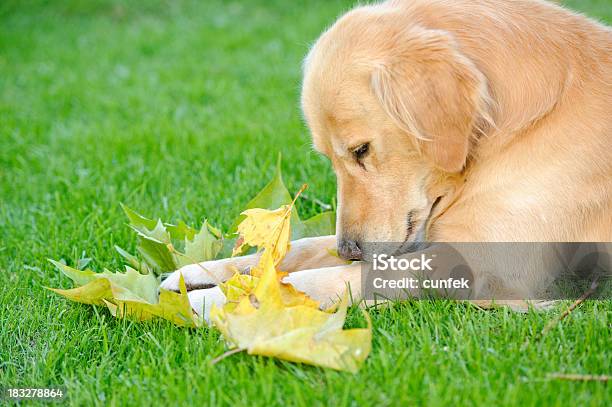 Autumn Dog Stock Photo - Download Image Now - Agricultural Field, Animal, Autumn