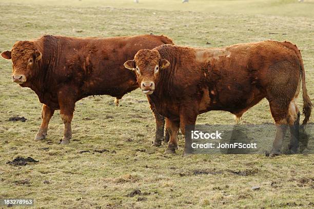 スコットランド風の田園風景に 2 つのフィールドでリムーザンブルズ - リムーザン地域圏のストックフォトや画像を多数ご用意 - リムーザン地域圏, リムーザン牛, 牛肉