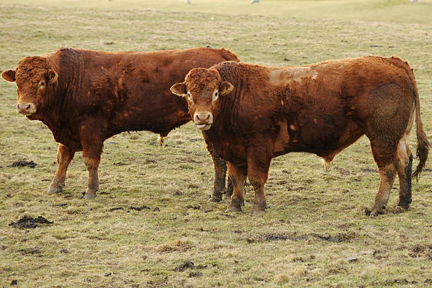 Two limousin bulls standing in a field looking at the camera. The grass has been damaged and lost most of it's colour due to a prolonged period of frost over the previous weeks.\u2028 file_thumbview_approve.php?size=1&id=12985823\u2028 file_thumbview_approve.php?size=1&id=12961931\u2028 file_thumbview_approve.php?size=1&id=12584081\u2028 file_thumbview_approve.php?size=1&id=12576569\u2028 file_thumbview_approve.php?size=1&id=12571099\u2028 file_thumbview_approve.php?size=1&id=12570800\u2028 file_thumbview_approve.php?size=1&id=12477713\u2028 file_thumbview_approve.php?size=1&id=12312049\u2028 file_thumbview_approve.php?size=1&id=11696864\u2028 file_thumbview_approve.php?size=1&id=11214336