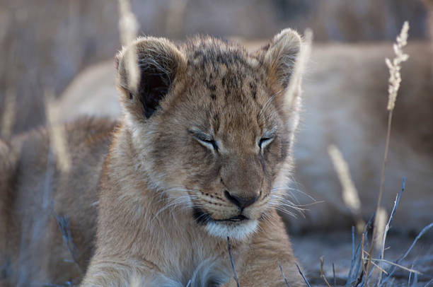 istock Kid lion in South Africa 183278964