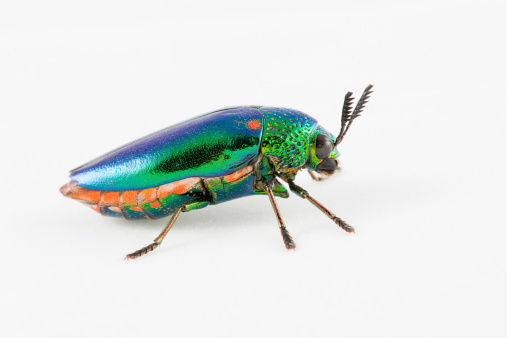 close up of jewel beetle