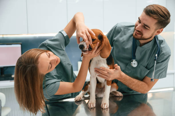 istock Checking the teeth. Dog in veterinary clinic with two doctors 1832790186