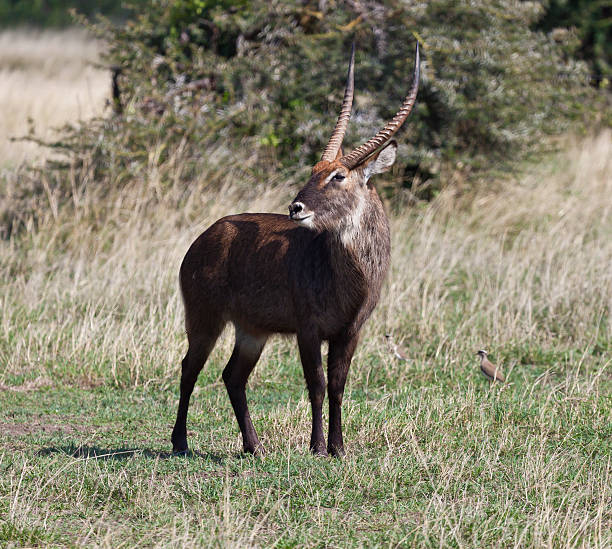 istock Large Male Water Buck Kenya 183279070