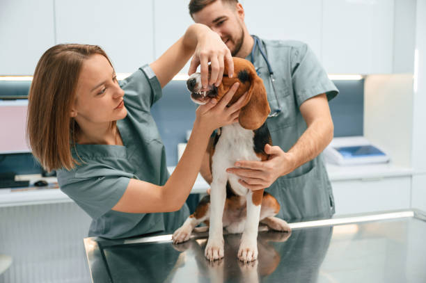 istock Checking the teeth. Dog in veterinary clinic with two doctors 1832790702