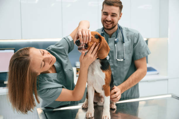 istock Checking the teeth. Dog in veterinary clinic with two doctors 1832790704