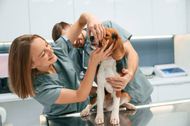 istock Checking the teeth. Dog in veterinary clinic with two doctors 1832790710