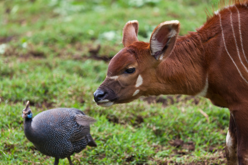 A Mountain Bongo calf is curious about a guinea fowl.  Taken in Kenya.