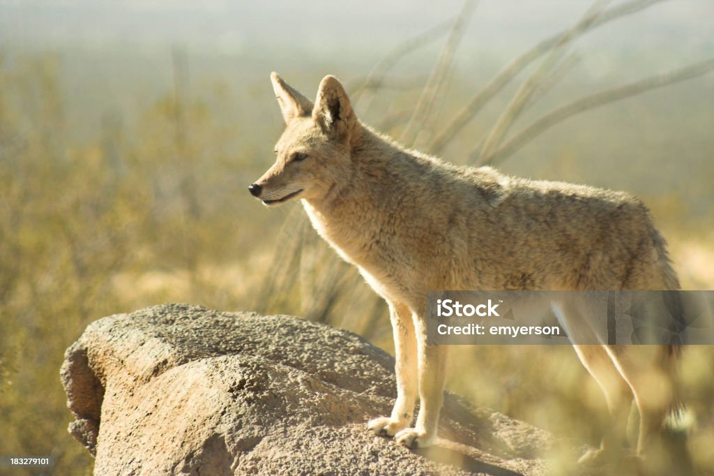 Coyote - Photo de Coyote libre de droits