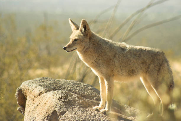 Coyote stands on a rock in the early morning sunlight.