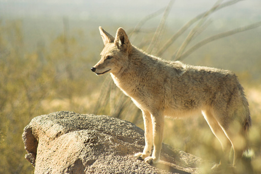 Coyote stands on a rock in the early morning sunlight.