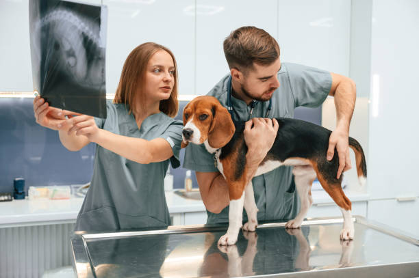 istock Holding the x-ray. Dog in veterinary clinic with two doctors 1832791237