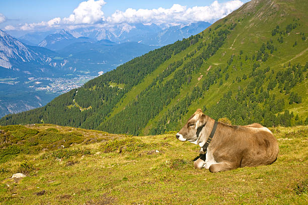 istock alpine scenery in the alps with young cow 183279153