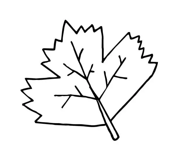 Vector illustration of Hand drawn leaf