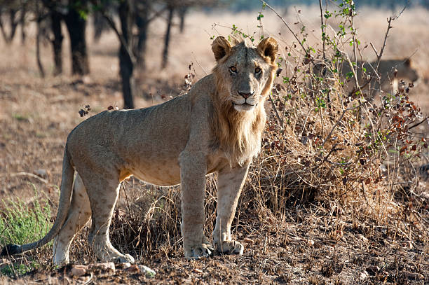 istock Serengeti Tanzania 183279333
