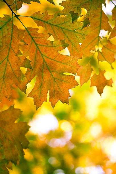 istock Golden autumn leaves 183279338