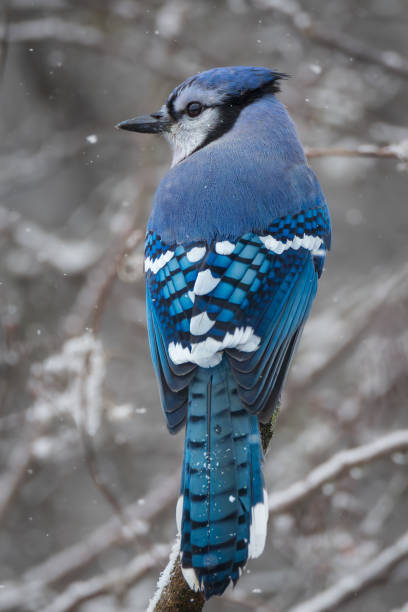 istock A male Blue Jay on a branch in winter 1832793432