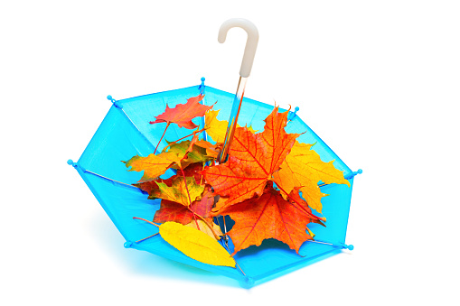 Toy umbrella full of vibrant autumn leaves isolated on white background.