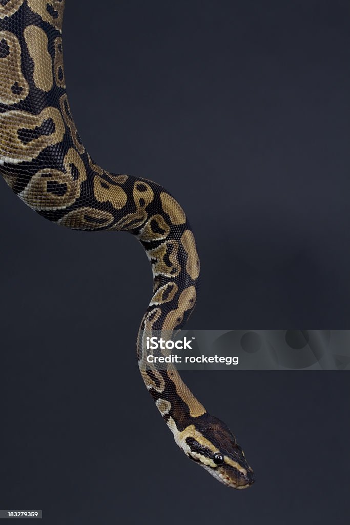 Python Slither A python snake slithering down Snake Stock Photo