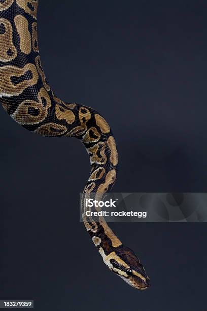 Python Slither Stock Photo - Download Image Now - Snake, Black Background, Multi Colored