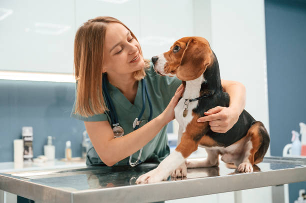 Woman veterinarian is with dog in the clinic stock photo