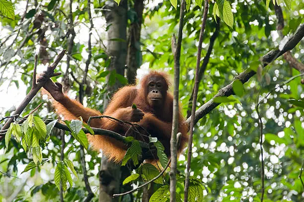Orangutan in Borneo, Malaysia