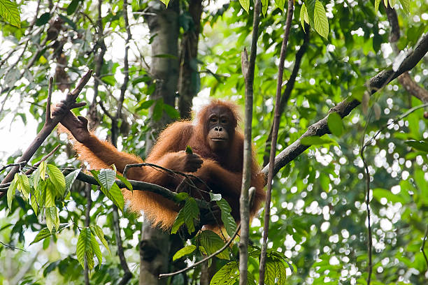 Orangutan w Borneo, Malezja – zdjęcie